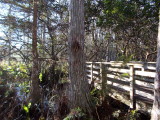 Boardwalk