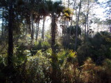 The swamp