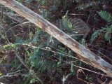nother spider