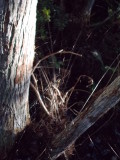 nother nother spider