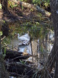 Ibis