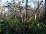 Swamp