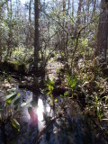 Swamp