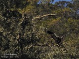 Spanish Imperial Eagle 