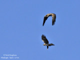 Spanish Imperial Eagle and Eurasian Griffon Vulture