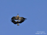 Spanish Imperial Eagle and Eurasian Griffon Vulture