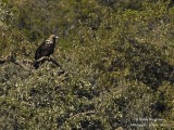 Spanish Imperial Eagle 