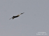 Spanish Imperial Eagle 