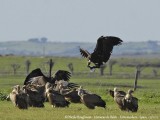 Cinereous and Griffon Vultures 