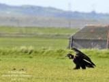 Cinereous Vulture 