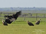 Cinereous Vulture 