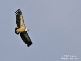 Eur Griffon Vulture 