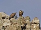 Eur Griffon Vulture 