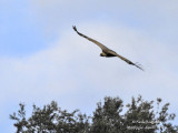 Eur Griffon Vulture 