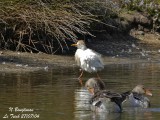 CATTLE EGRET