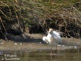 CATTLE EGRET