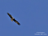 Spanish Imperial Eagle