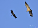 Spanish Imperial Eagle and Eurasian griffon Vulture 