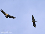 Spanish Imperial Eagle - Eur Griffon Vulture 