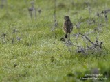 European Stonechat - first winter