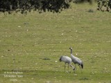 Common Cranes pair