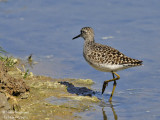 Wood Sandpiper 1063