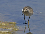 Wood Sandpiper 1055