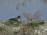 Redshank 1033