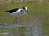 BLACK-WINGED-STILT