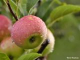 Apple fruit after rain