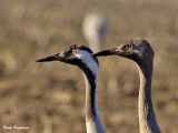 Common Cranes-adult and young