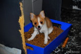 Tiny female Teacup Pomeranian Chihuahua $800