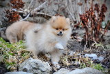 Very tiny Teacup Creme female purebred Pomeranian