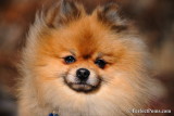 Adult male Pomeranian $700