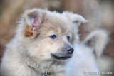 Blue male Pomeranian $600