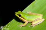 Litoria bicolor