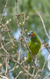 Double eyed fig parrot