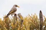 Yellow throated miner