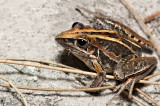 Litoria nasuta - striped rocket frog