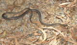 Yellow faced whip snake