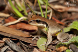 Green-thighed frog - Litoria brevipalmata