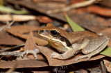 Green-thighed frog - Litoria brevipalmata