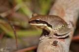 Green-thighed frog - Litoria brevipalmata