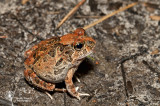 Ornate burrowing frog