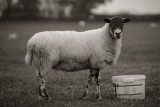 20121023 - Bucket o Brekky