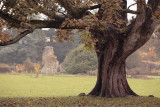 20121025 - Tree and Abbey