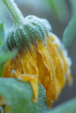 20121202 - Droopy
