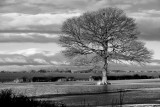 20121204 - Tree in a Puddle