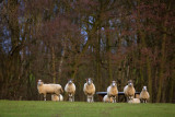 20130107 - The Watchers