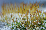 20130123 - Snow Grains and Moss